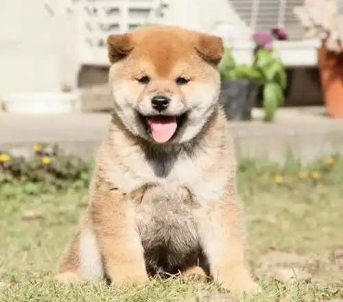  佛山市买柴犬在哪里日本柴犬多少钱柴犬多少钱一只