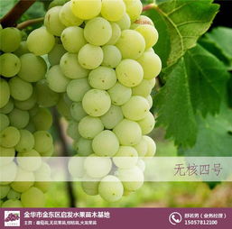  金华市金东区启发水果苗木基地