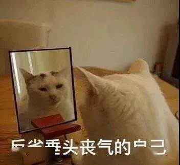  让我看看,可爱沙雕表情包谁不想要