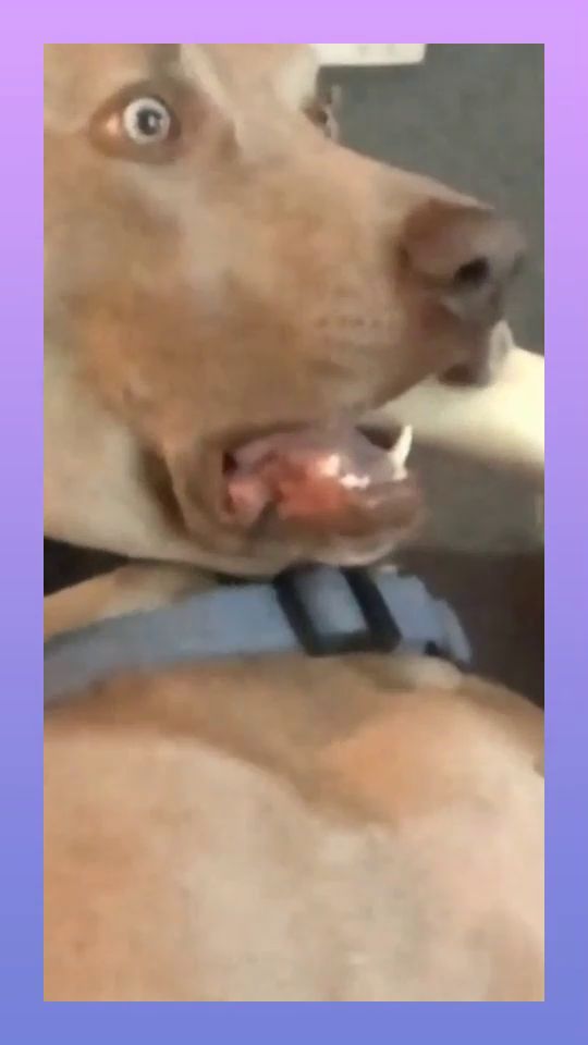  带狗子一起看恐怖片,狗子这表情,也太逗了吧