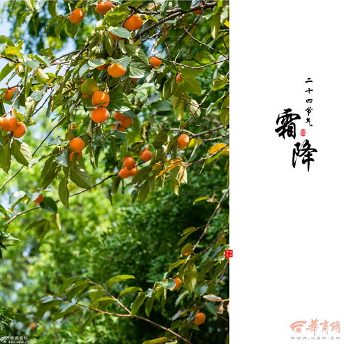 一片枫叶头像图片晚秋