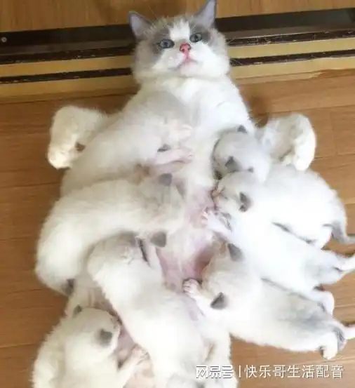  布偶猫一次生了19只,每次喂奶都是这个表情这都是我的孩子