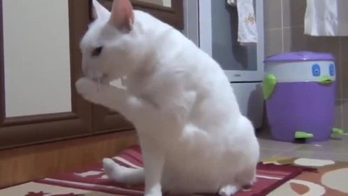  没见过这么嘴馋的猫,偷偷溜进厨房,真是防不胜防