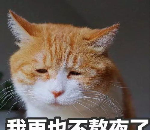 vibing猫表情包失眠