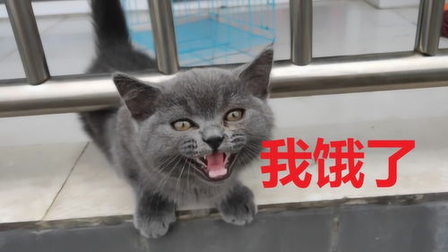  猫咪呕吐,给他禁食,饿得他到处喊饿