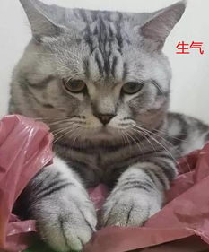  主人忘记准备猫粮,猫咪表情渐渐凝固宝宝委屈,哄不好的那种