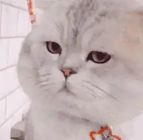  请问这个猫猫出处是哪里