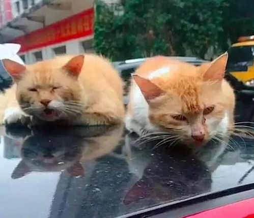  流浪猫霸车碰瓷,猫咪霸气一吼,车主不知所措