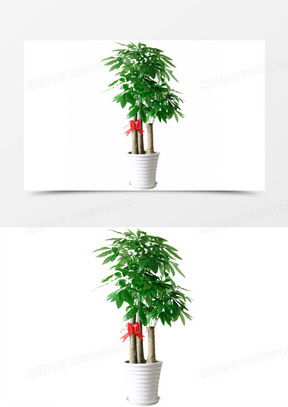  发财树的图片可爱头像大全熊猫办公