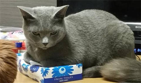  猫咪喜欢霸占主人的东西,表情还特欠揍,网友真惹不起