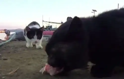  猫妈妈将孩子交于妹妹照看,妹妹却将小猫玩进洞里,这表情真逗