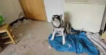  它们有一个共同的名字雪橇三傻