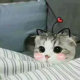  这两只猫的表情叫什么
