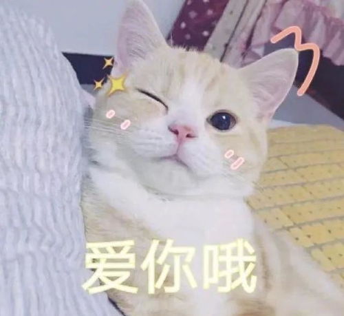  据说养猫之后都会有这5个副作用,养猫越久还越严重