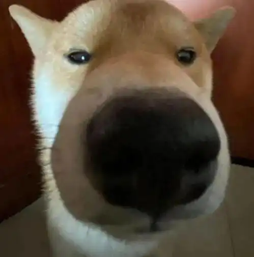 猫猫狗狗表情包