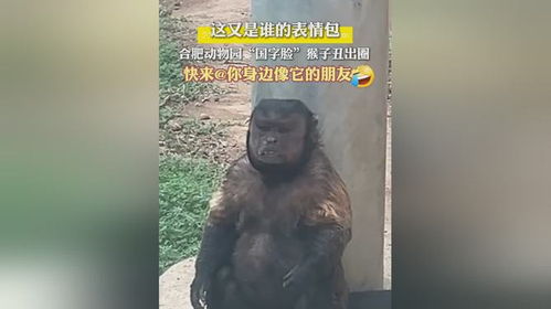  合肥野生动物园国字脸丑猴成表情包,快艾特像它的朋友