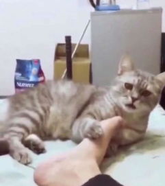  猫咪亲吻主人脚,结果把猫咪熏得挤眼皱眉,这惊恐的小表情萌哭了