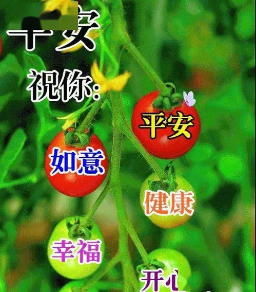  周二表情包,大家早上好,心情好人不老,一切顺心又美好祝福