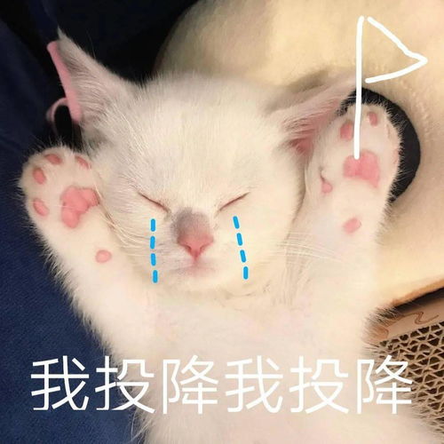  网红猫咪小奶猫蛋崽表情包二