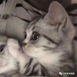 歪头情侣头像一左一右抖