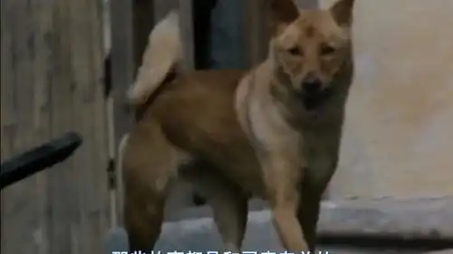 狗东西表情包代价