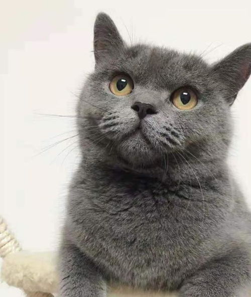  蓝猫逐渐退出宠物市场的真相,原因太真实了