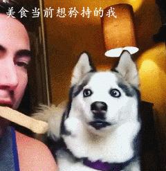  如果你有幸养了只二哈,想得抑郁症都难...