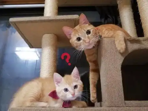  这两只猫,总是一副问号脸盯着铲屎官