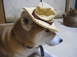 柴犬图片表情包gif在干