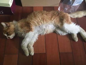  女子捡到流浪猫,被朋友嫌弃猫咪不好看,几个月后竟成功逆袭