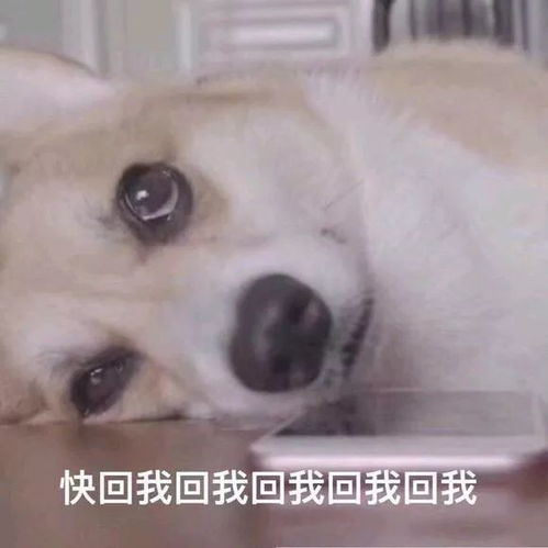  不回我们消息的人到底在干嘛