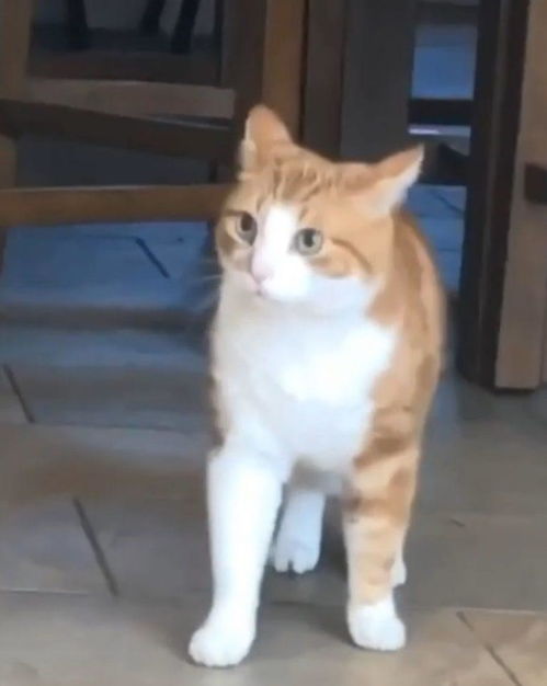  橘猫听到狗狗玩耍声,一看吓得不敢动下一个不会是我吧