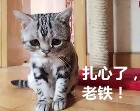  申请2017年加拿大留学的同学们要早做准备啦