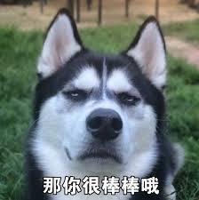  哈士奇表情包二哈搞笑
