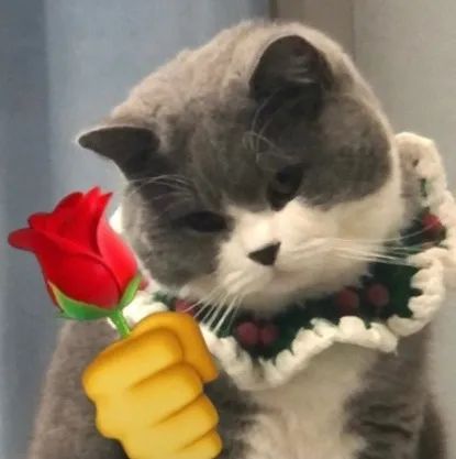  猫咪头拿花表情包合集