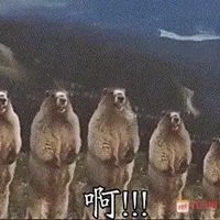  啊表情包土拨鼠