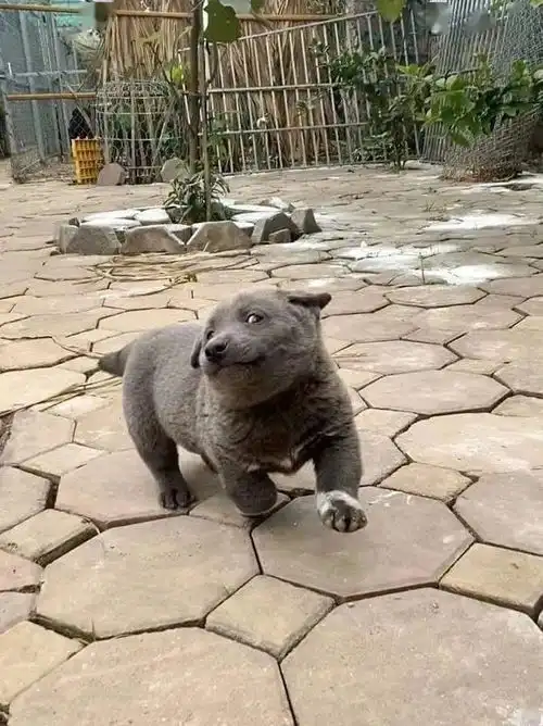  据说是蓝猫和二哈的混血宝宝...这只越南小狗凭表情包火遍全网