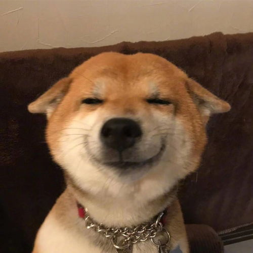  浅草柴犬屋带你科普柴犬的二三事