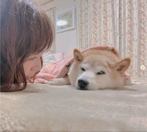  才刚欢度17岁生日,迷因柴犬doge陷入健康危机