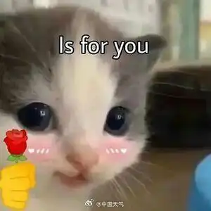 花花给你的表情包猫咪