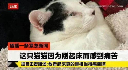  论社畜的正确坐姿,我喵无人能敌第91期表情包