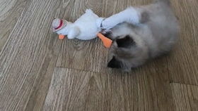  围观猫咪打架你又狠又怂的压子真让人心疼