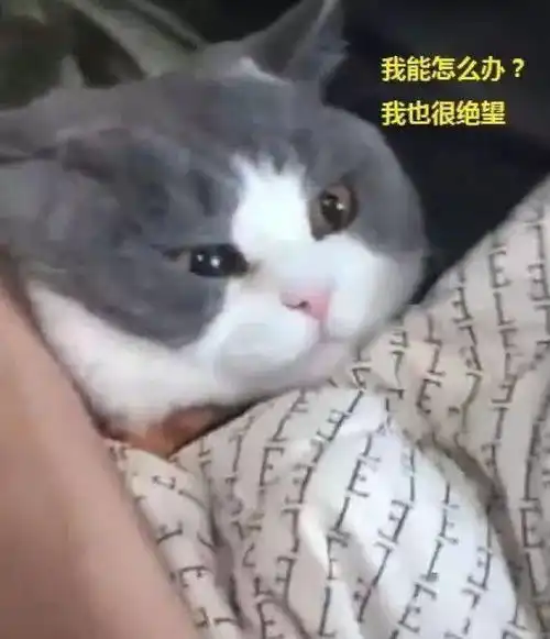 猫的表情包男生专用男朋