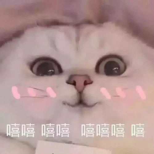 优秀的表情包视频嘻嘻