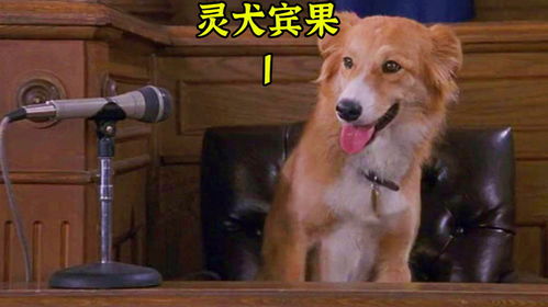  狗狗居然被怀疑喝酒被交警逮到了