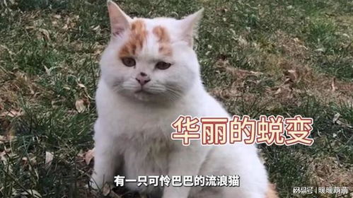  一只表情委屈的流浪猫,被收养猫生逆袭,变成北京富二代