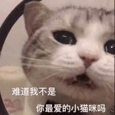  不不可以人家是正经小猫咪第80期喵表情