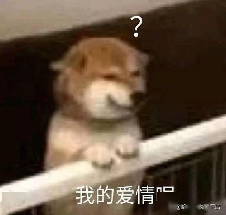  斗图专用柴犬表情包野心不大你和天下