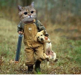 猫猫狗狗表情包绝地武士