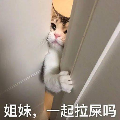  猫咪便便后擦pp吗奇怪的知识又增加了